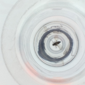  ( - JHBF_007_G11)  @11 [ ] by  Genome Research Ltd as Wellcome Sanger Institute Genome Research Limited operating as Wellcome Sanger Institute