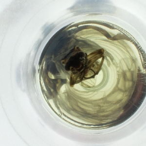  ( - JHGS_056_F7)  @11 [ ] by  Genome Research Ltd as Wellcome Sanger Institute Genome Research Limited operating as Wellcome Sanger Institute