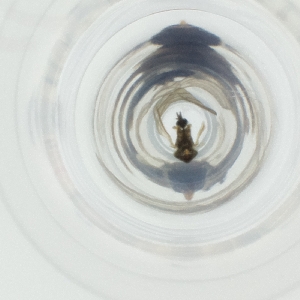  ( - JHGS_059_D10)  @11 [ ] by  Genome Research Ltd as Wellcome Sanger Institute Genome Research Limited operating as Wellcome Sanger Institute