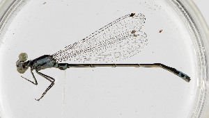  (Ischnura damula - CCDB-22802 G06)  @11 [ ] No Rights Reserved (2014) Cory Sheffield Royal Saskatchewan Museum