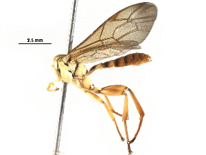  ( - BIOUG28775-D03)  @12 [ ] CreativeCommons - Attribution (2016) CBG Photography Group Centre for Biodiversity Genomics