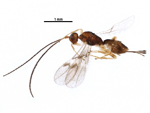  (doryMalaise27 Malaise7767 - BIOUG29055-B07)  @14 [ ] CreativeCommons - Attribution (2016) CBG Photography Group Centre for Biodiversity Genomics