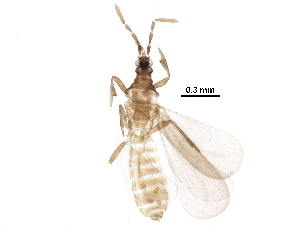  (Alienatinae - BIOUG29056-A07)  @14 [ ] CreativeCommons - Attribution (2016) CBG Photography Group Centre for Biodiversity Genomics
