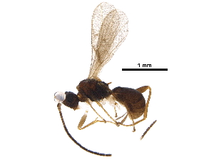  ( - BIOUG29135-E10)  @13 [ ] CreativeCommons - Attribution (2017) CBG Photography Group Centre for Biodiversity Genomics