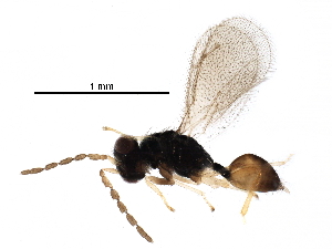  ( - BIOUG29301-G04)  @13 [ ] CreativeCommons - Attribution (2016) CBG Photography Group Centre for Biodiversity Genomics
