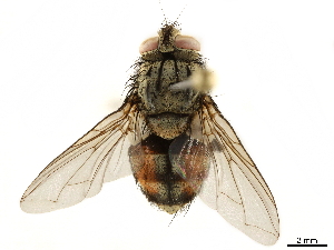  ( - BIOUG28650-B08)  @11 [ ] CreativeCommons - Attribution (2019) CBG Photography Group Centre for Biodiversity Genomics