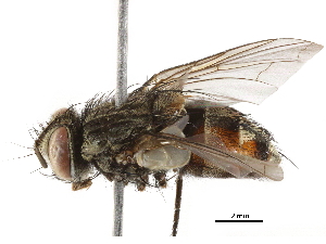  ( - BIOUG28650-B08)  @11 [ ] CreativeCommons - Attribution (2019) CBG Photography Group Centre for Biodiversity Genomics