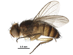  (Ceromya Malaise8782 - BIOUG28652-E10)  @14 [ ] CreativeCommons - Attribution (2016) CBG Photography Group Centre for Biodiversity Genomics