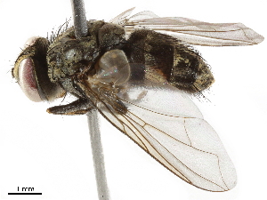  ( - BIOUG28650-F10)  @11 [ ] CreativeCommons - Attribution (2019) CBG Photography Group Centre for Biodiversity Genomics