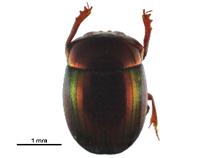  (Scarabaeinae_incertae_sedis - BIOUG28817-C02)  @15 [ ] CreativeCommons - Attribution (2016) CBG Photography Group Centre for Biodiversity Genomics