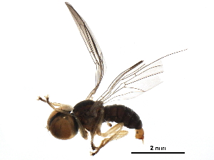  (Elmohardyia sp. CR9 - BIOUG28852-H08)  @13 [ ] CreativeCommons - Attribution (2016) CBG Photography Group Centre for Biodiversity Genomics