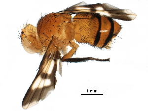  (Oestrophasia Malaise0075 - BIOUG29072-H04)  @14 [ ] CreativeCommons - Attribution (2016) CBG Photography Group Centre for Biodiversity Genomics