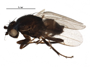  (Sclerocoelus caribensis - BIOUG28586-B06)  @13 [ ] CreativeCommons - Attribution (2016) CBG Photography Group Centre for Biodiversity Genomics
