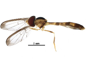  ( - BIOUG28786-A02)  @14 [ ] CreativeCommons - Attribution (2017) CBG Photography Group Centre for Biodiversity Genomics