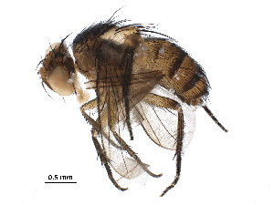  (Ceromya Wood03DHJ08 - BIOUG29105-A01)  @14 [ ] CreativeCommons - Attribution (2016) CBG Photography Group Centre for Biodiversity Genomics