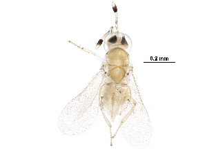  (encyrMalaise01 Malaise7338 - BIOUG29192-H05)  @13 [ ] CreativeCommons - Attribution (2016) CBG Photography Group Centre for Biodiversity Genomics