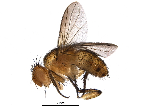  (Ceromya Janzen2343 - BIOUG29279-D02)  @14 [ ] CreativeCommons - Attribution (2016) CBG Photography Group Centre for Biodiversity Genomics
