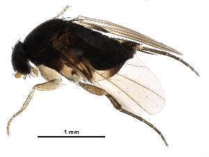  (Syneura - BIOUG29412-C07)  @14 [ ] CreativeCommons - Attribution (2016) CBG Photography Group Centre for Biodiversity Genomics