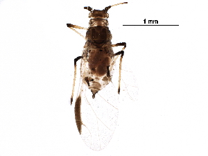  (Aphis aurantii - BIOUG29454-G08)  @14 [ ] CreativeCommons - Attribution (2016) CBG Photography Group Centre for Biodiversity Genomics