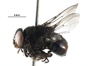  (Biopyrellia - BIOUG29469-A10)  @14 [ ] CreativeCommons - Attribution (2016) CBG Photography Group Centre for Biodiversity Genomics