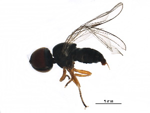  ( - BIOUG29572-F03)  @11 [ ] CreativeCommons - Attribution (2017) CBG Photography Group Centre for Biodiversity Genomics