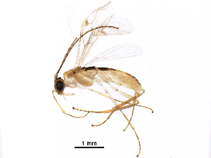  ( - BIOUG29620-B02)  @13 [ ] CreativeCommons - Attribution (2016) CBG Photography Group Centre for Biodiversity Genomics