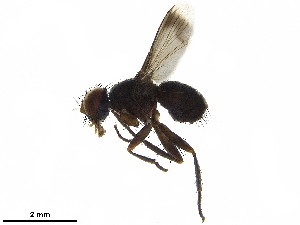  ( - BIOUG29625-H08)  @11 [ ] CreativeCommons - Attribution (2019) CBG Photography Group Centre for Biodiversity Genomics