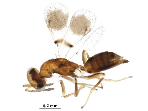  (Elachertus Malaise9979 - BIOUG29671-A08)  @13 [ ] CreativeCommons - Attribution (2016) CBG Photography Group Centre for Biodiversity Genomics