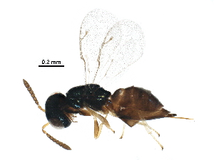  (encyrMalaise01 Malaise60 - BIOUG29671-B02)  @14 [ ] CreativeCommons - Attribution (2016) CBG Photography Group Centre for Biodiversity Genomics