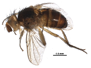  (Ceromya Wood03DHJ07 - BIOUG29661-A03)  @14 [ ] CreativeCommons - Attribution (2016) CBG Photography Group Centre for Biodiversity Genomics