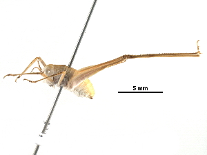  (Microcentrum sp1 - BIOUG29623-C07)  @14 [ ] CreativeCommons - Attribution (2016) CBG Photography Group Centre for Biodiversity Genomics