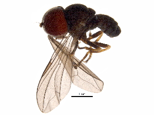  (Elmohardyia sp. CR7 - BIOUG29678-A09)  @14 [ ] CreativeCommons - Attribution (2016) CBG Photography Group Centre for Biodiversity Genomics
