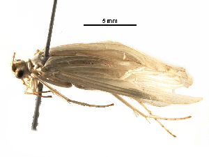  (Leptonema complexum - BIOUG29623-H09)  @14 [ ] CreativeCommons - Attribution (2016) CBG Photography Group Centre for Biodiversity Genomics