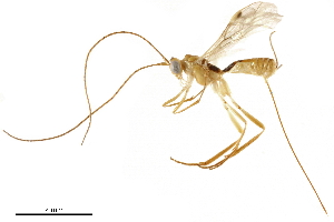  ( - BIOUG29687-D11)  @14 [ ] CreativeCommons - Attribution (2019) CBG Photography Group Centre for Biodiversity Genomics