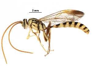  ( - BIOUG29687-E10)  @12 [ ] CreativeCommons - Attribution (2016) CBG Photography Group Centre for Biodiversity Genomics
