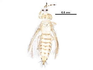  (Frankliniella invasor - BIOUG29720-F11)  @14 [ ] CreativeCommons - Attribution (2016) CBG Photography Group Centre for Biodiversity Genomics