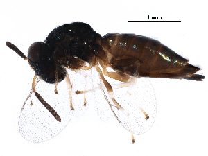  ( - BIOUG29819-D03)  @13 [ ] CreativeCommons - Attribution (2016) CBG Photography Group Centre for Biodiversity Genomics