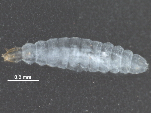  ( - BIOUG29827-C02)  @12 [ ] CreativeCommons - Attribution (2016) CBG Photography Group Centre for Biodiversity Genomics