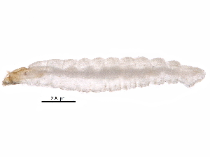  ( - BIOUG29827-D04)  @12 [ ] CreativeCommons - Attribution (2016) CBG Photography Group Centre for Biodiversity Genomics