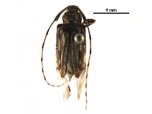  (Nealcidion privatumAS1 - BIOUG28408-A12)  @14 [ ] CreativeCommons - Attribution (2016) CBG Photography Group Centre for Biodiversity Genomics