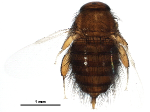  (Phoridae_genus_BB3 - BIOUG28362-E12)  @13 [ ] CreativeCommons - Attribution (2016) CBG Photography Group Centre for Biodiversity Genomics