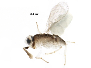  (encyrMalaise01 Malaise5911 - BIOUG28393-H09)  @13 [ ] CreativeCommons - Attribution (2016) CBG Photography Group Centre for Biodiversity Genomics