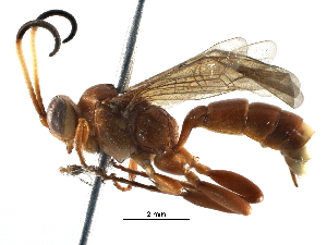  (Barichneumon Malaise8497 - BIOUG28397-G11)  @14 [ ] CreativeCommons - Attribution (2016) CBG Photography Group Centre for Biodiversity Genomics