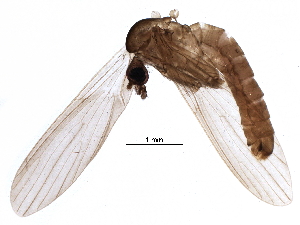  (Bruchomyiinae - BIOUG28803-A10)  @13 [ ] CreativeCommons - Attribution (2016) CBG Photography Group Centre for Biodiversity Genomics