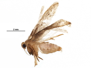  (Holcocera Mallaise0224 - BIOUG29096-F04)  @14 [ ] CreativeCommons - Attribution (2016) CBG Photography Group Centre for Biodiversity Genomics