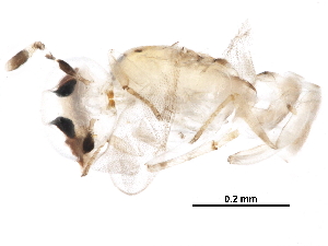  (encyrMalaise01 Malaise7336 - BIOUG29157-H11)  @13 [ ] CreativeCommons - Attribution (2016) CBG Photography Group Centre for Biodiversity Genomics