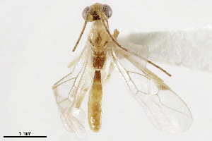  ( - BIOUG30934-A02)  @12 [ ] CreativeCommons - Attribution (2019) CBG Photography Group Centre for Biodiversity Genomics