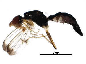  ( - BIOUG29219-D12)  @14 [ ] CreativeCommons - Attribution (2016) CBG Photography Group Centre for Biodiversity Genomics