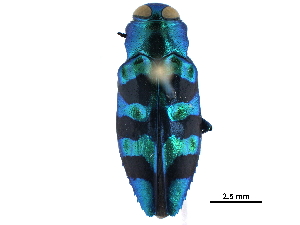  (Chrysobothris convexiuscula - BIOUG29220-F11)  @15 [ ] CreativeCommons - Attribution (2017) CBG Photography Group Centre for Biodiversity Genomics