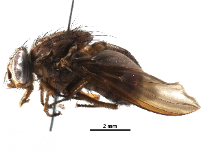  (Mesembrinella sp. 23 - BIOUG29297-E11)  @14 [ ] CreativeCommons - Attribution (2016) CBG Photography Group Centre for Biodiversity Genomics